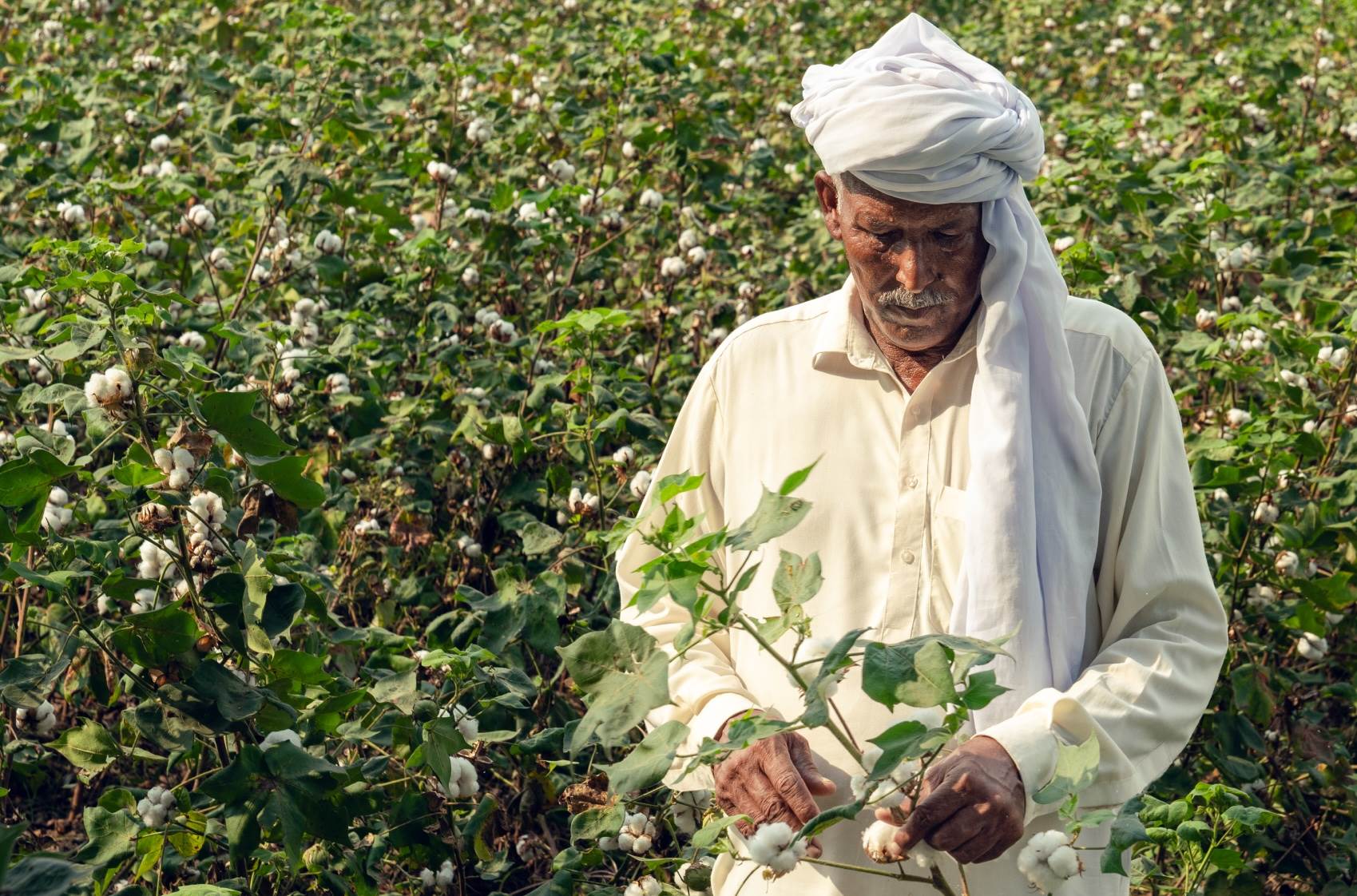 Regenerative certification for Interloop's Kapas programme