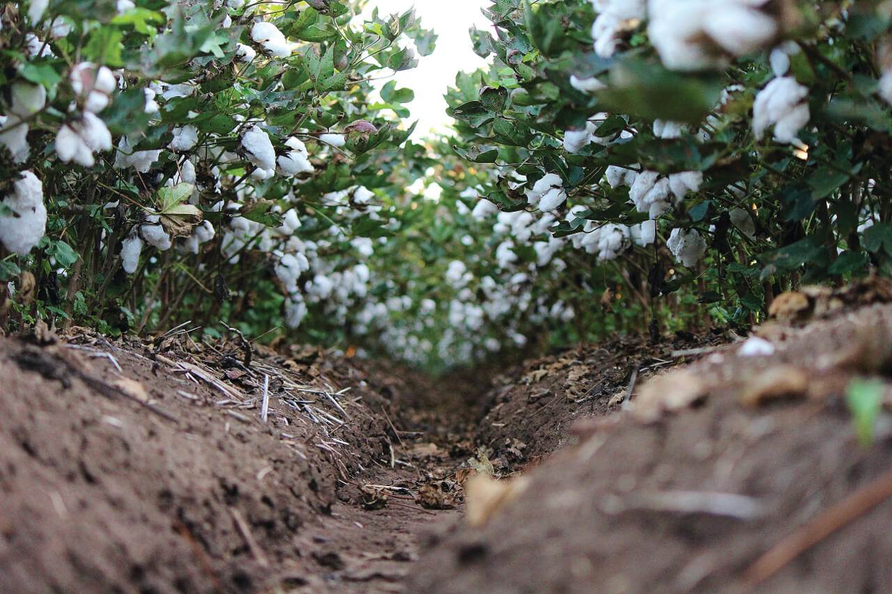 A digital future for Clever Cotton                                                                                                                                                                      