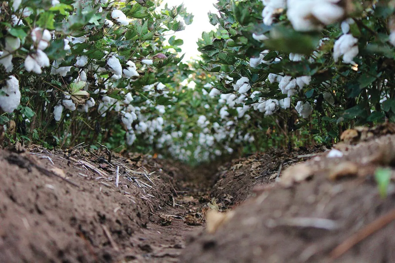 A digital future for Clever Cotton