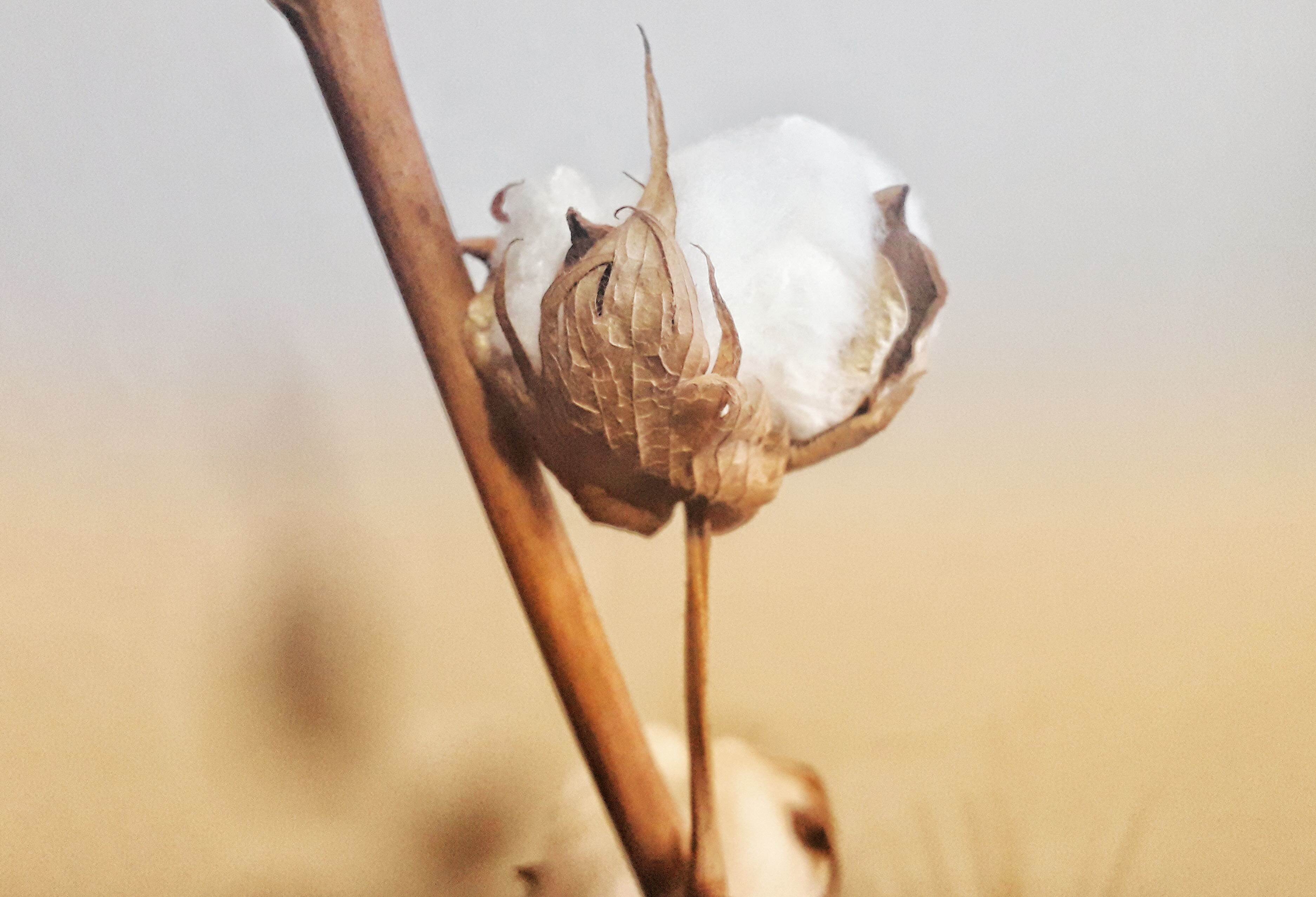 Sustained increase of global fibre production