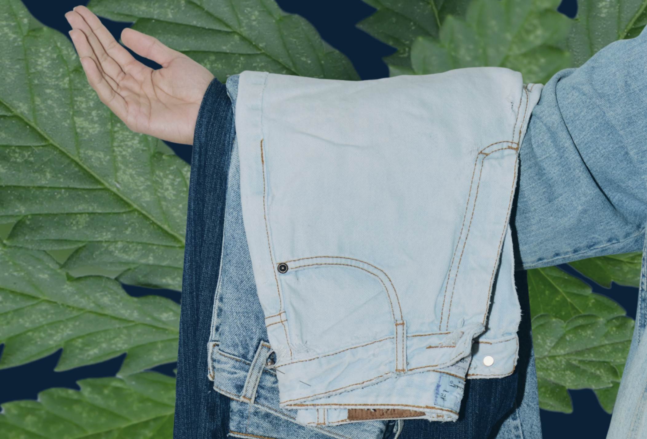 Pushing hemp ‘beyond 50’                                                                                                                                                                                