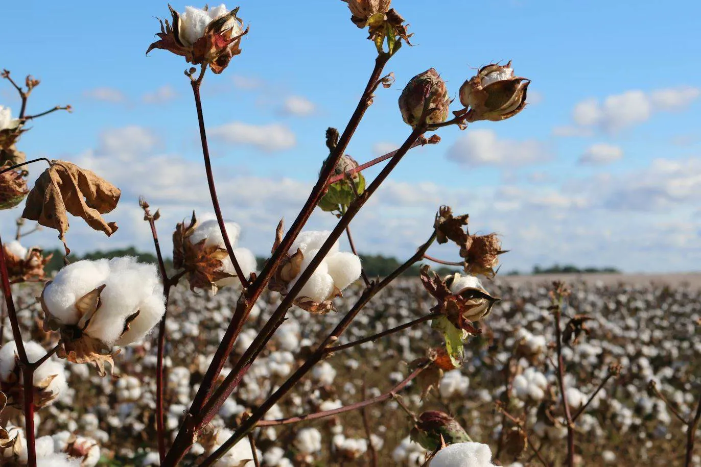 US Cotton Trust Protocol celebrates five-year success