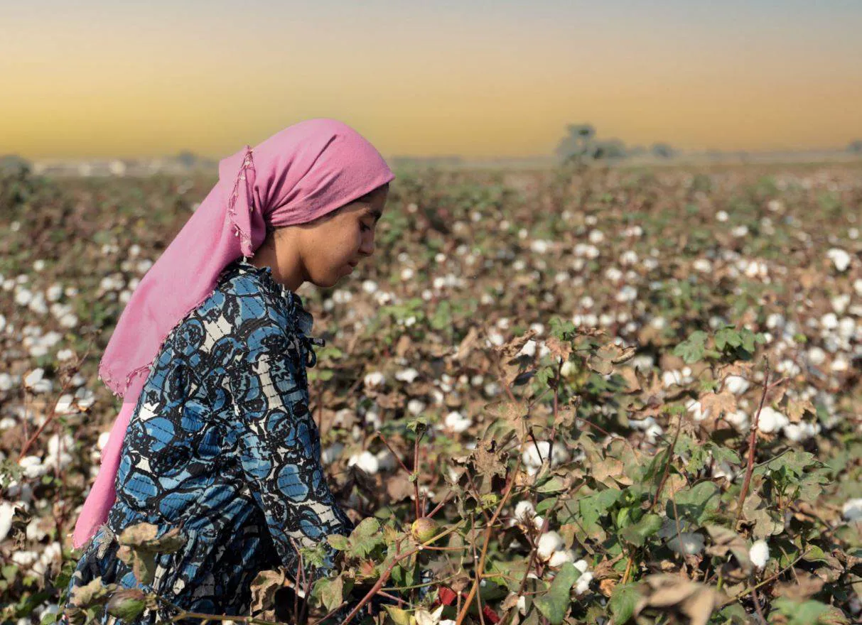 Organic cotton curriculum revised for Turkish farmers