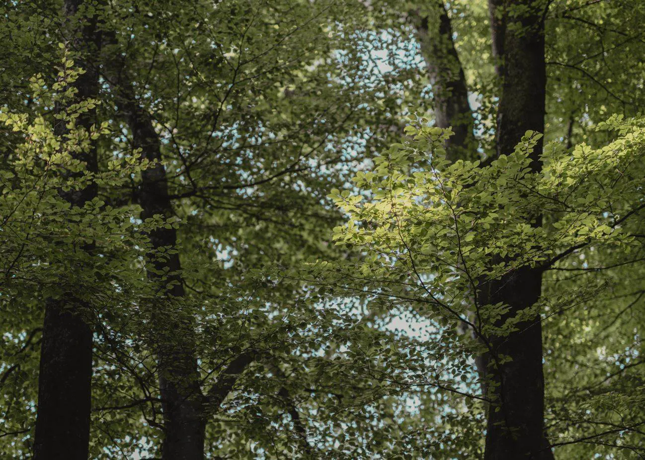 Lenzing buys controlling stake in TreetoTextile