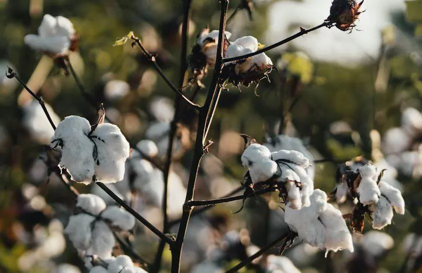 ICAC to represent natural fibres in PEF debates