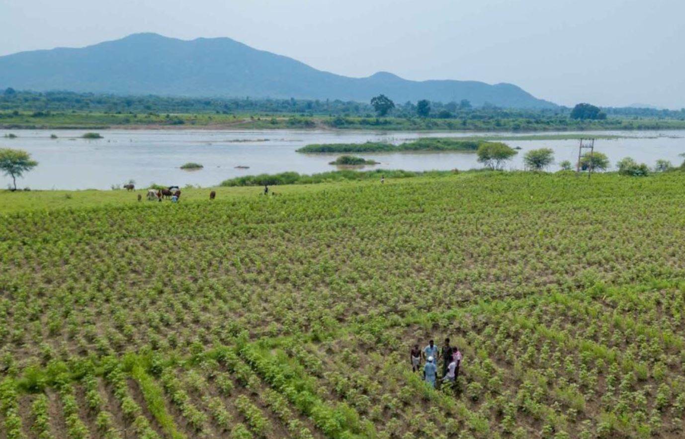 OCA maps pathway to scale organic cotton                                                                                                                                                                