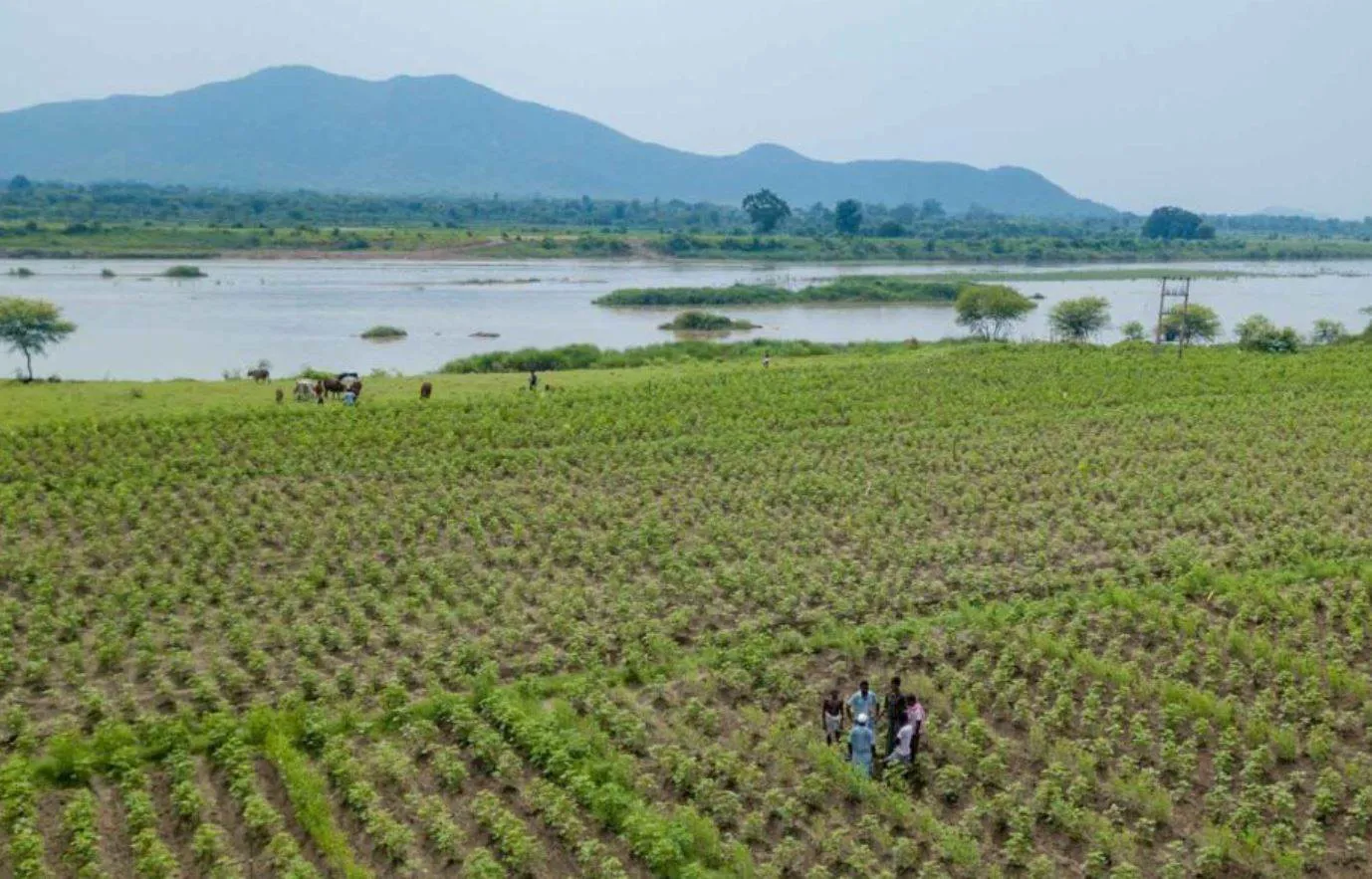 OCA maps pathway to scale organic cotton